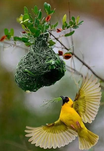 鳥來家築巢